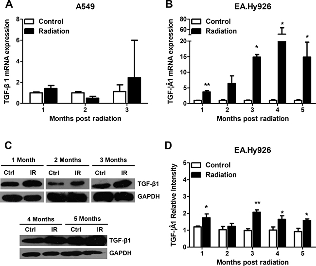 Sustained secretion of TGF-&#x03B2;1 in irradiated EA.Hy926 cells.