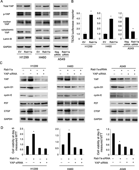 Rab11a regulates NSCLC proliferation and cell cycle proteins through upregulation of YAP.