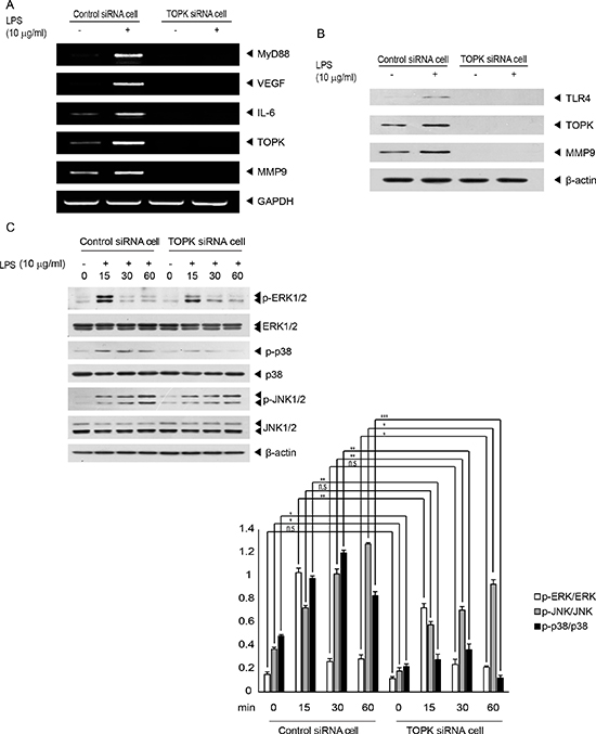 TOPK mediates LPS-induced endogenous expression of genes related to tumor progression or TLR4 signaling, and MAPKs activation stimulated by LPS.