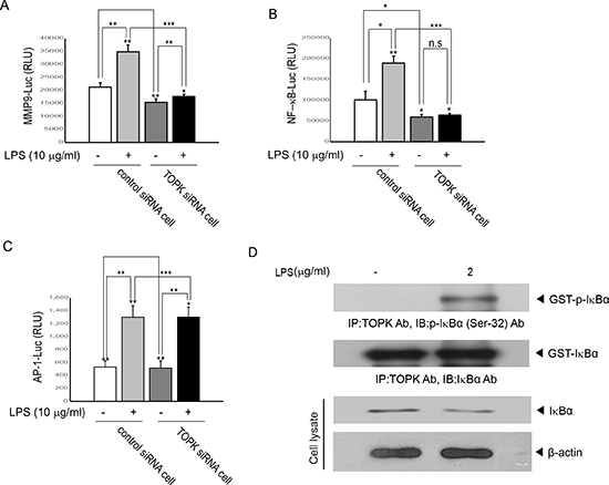 TOPK is essential for LPS-induced transcriptional activity driven by NF-kB- or MMP9- but not AP-1-promoter, and is activated by LPS.