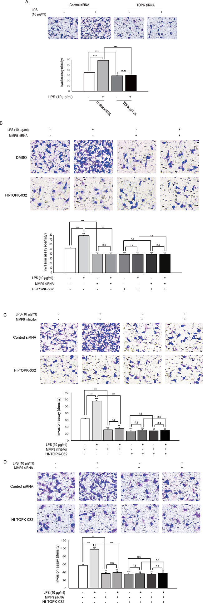 Both of expression or activity of MMP9 and TOPK are required for LPS-induced breast cancer cell invasion.