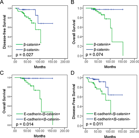 Prognostic value of E-cadherin and &#x03B2;-catenin expression in RCC.