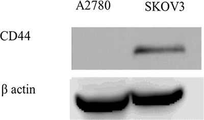 Western blot analysis of CD44 expression in A2780 and SKOV3 cells.