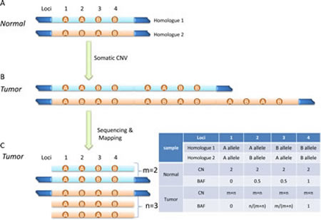 Diagram of detecting somatic CNV from sequencing data.