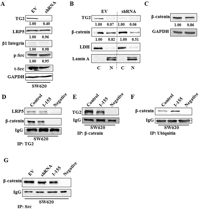 TG2 interacts with LRP5 prevents ubiquitination of &#x03B2;-catenin and induces &#x03B2;-catenin accumulation in the nucleus.