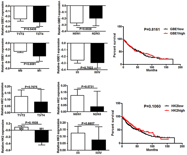 GBE1 and HK2 expression is not associated with prognosis in lung squamous carcinoma patients.