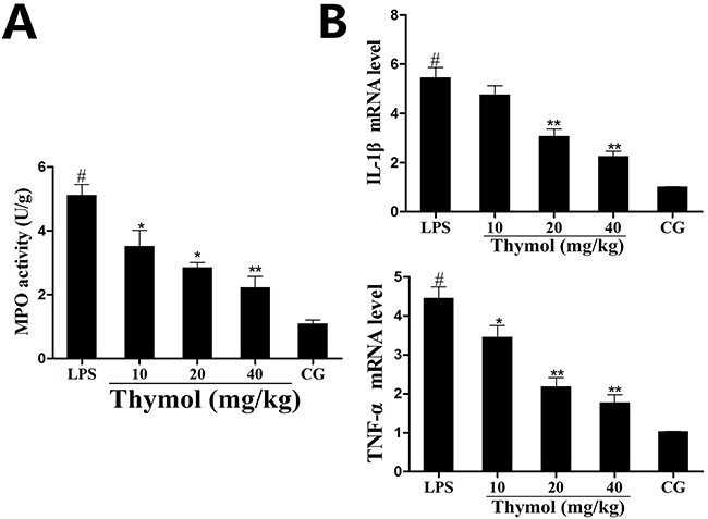 Effects of thymol on MPO activity and cytokine expression.