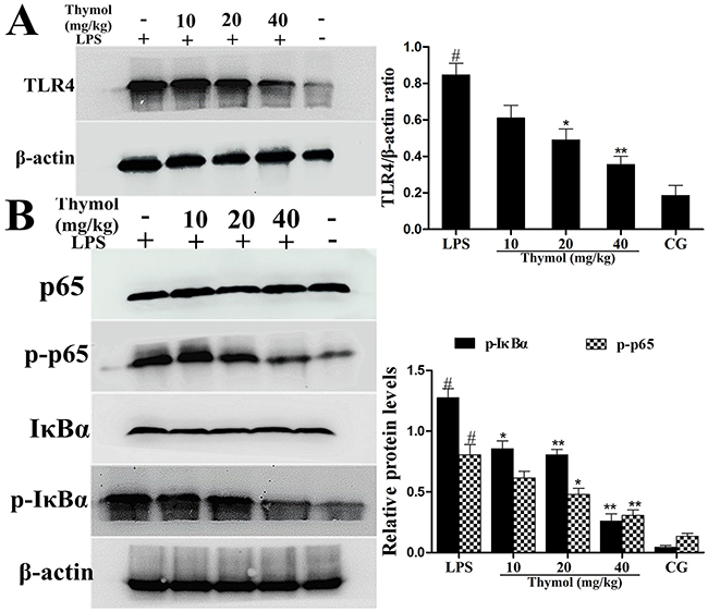 Effects of thymol on TLR4 expression and NF-&#x03BA;B pathway activation.