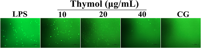 Effect of thymol on ROS production in LPS-stimulated RAW264.7 cells.