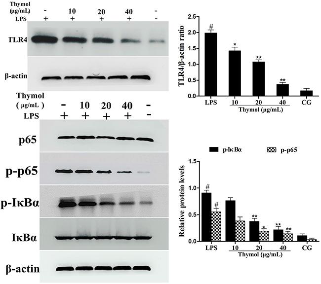 Effects of thymol on TLR4-mediated NF-&#x03BA;B pathway activation.