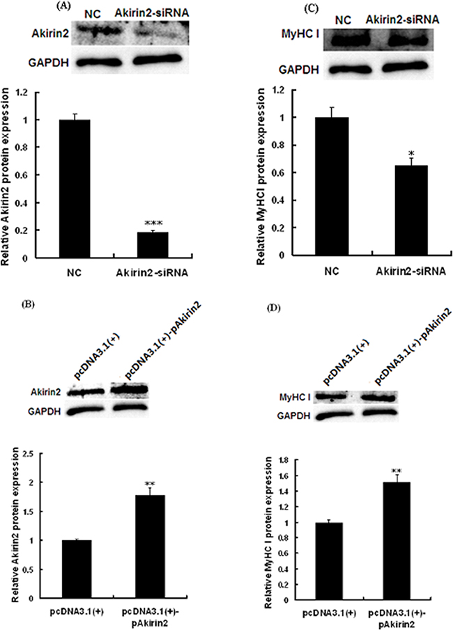 Akirin2 regulates the expression of MyHC I in porcine skeletal muscle satellite cells