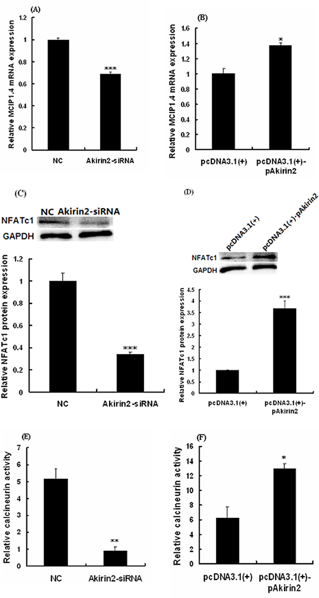 Effects of Akirin2 on the NFATc1 expression and CaN activity