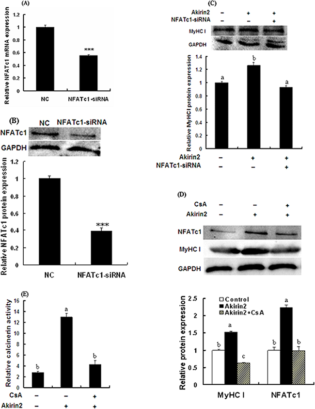 Akirin2 regulates the expression of MyHC I via CaN/NFATc1 signaling in porcine skeletal muscle satellite cells
