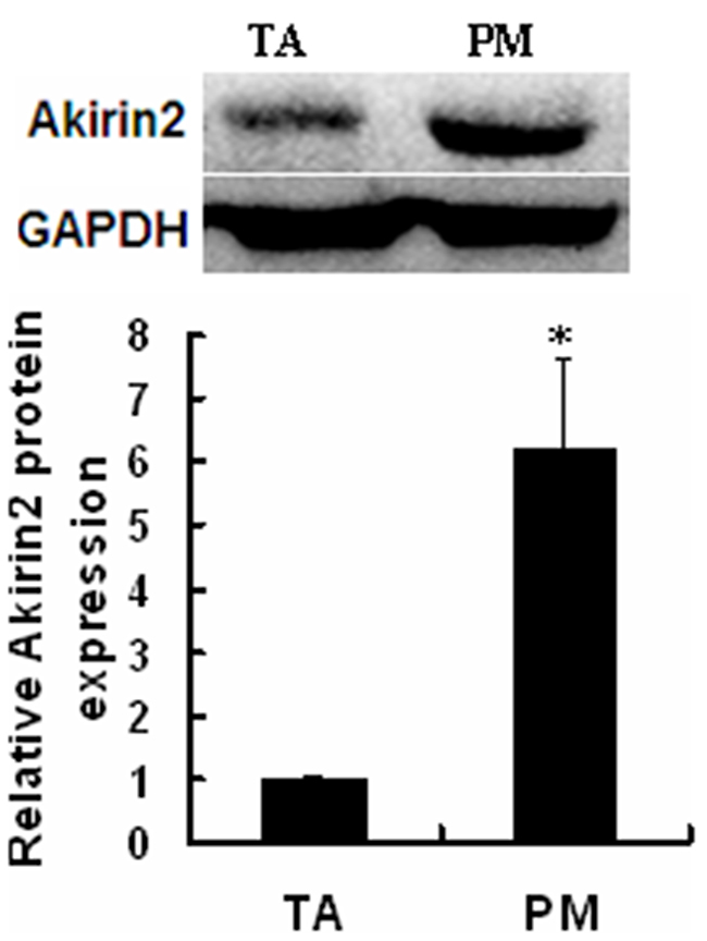 Expression of endogenous Akirin2 gene