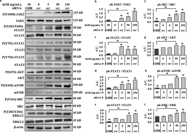 GH-excess promotes and GHRKD attenuates multiple critical intracellular signaling pathways in human melanoma cells.