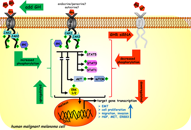 Model of GH regulation in melanoma.