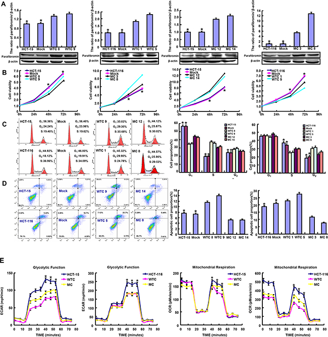 The effects of parafibromin on the proliferation, apoptosis and glycometabolism of colorectal cancer cells.