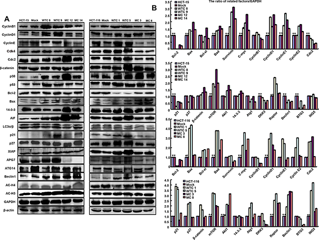 The phenotype-associated molecules were screened in parafibromin transfectants by