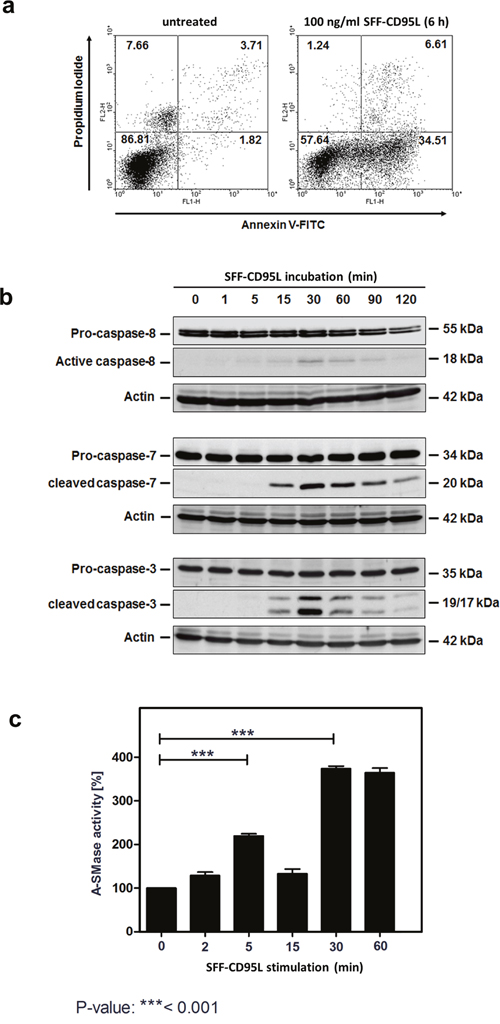 Apoptosis inducing SFF-CD95L activates the A-SMase in SKW6.4 cell lysates in a biphasic manner.