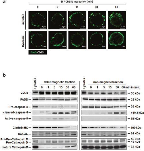 The SFF-CD95L induces the CD95-internalization in type I cells.