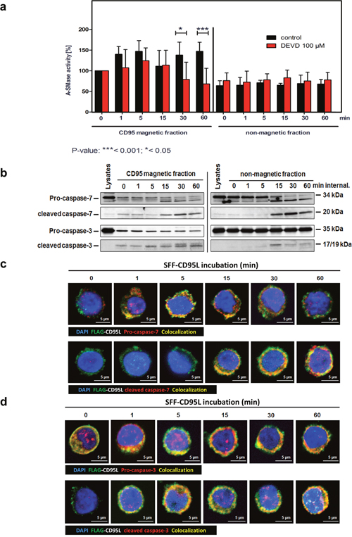 Caspase-3 or -7 are responsible for the second A-SMase activation peak in CD95-receptosomes.