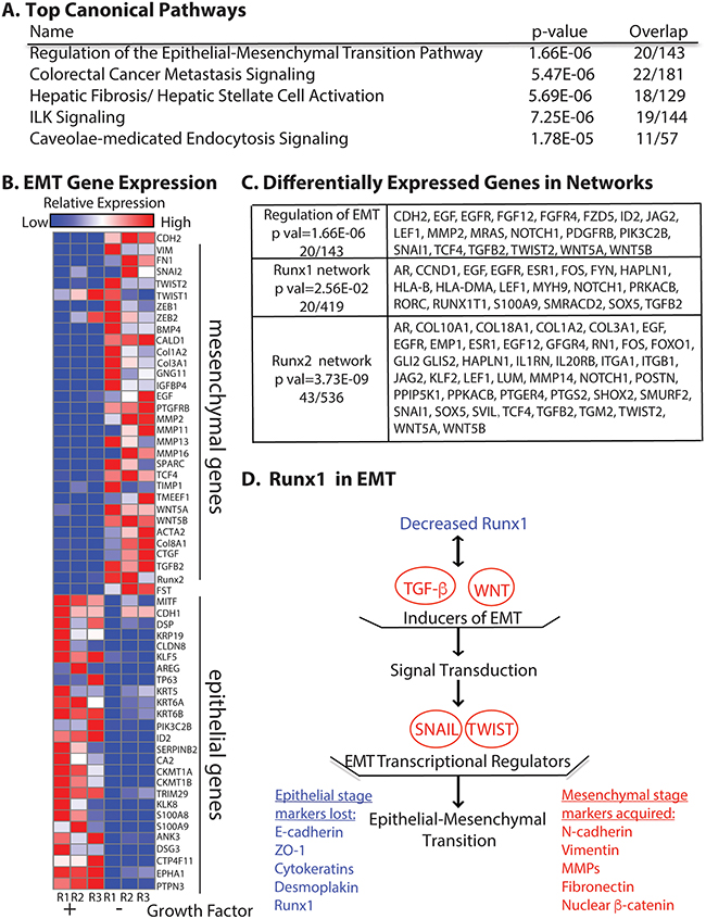 RNA-Seq reveals MCF10A cells undergo EMT upon growth factor removal.
