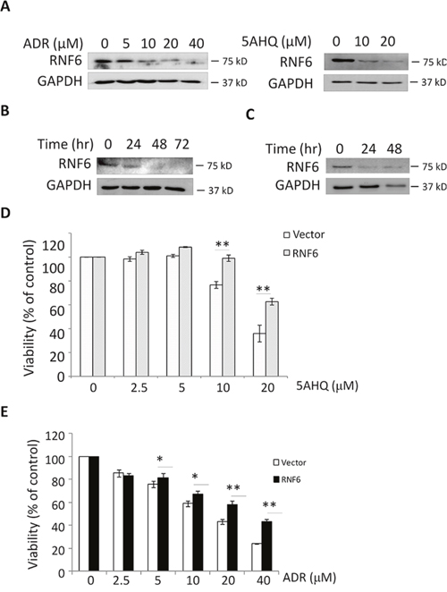 RNF6 increases MCF-7 resistance to anti-cancer agents.