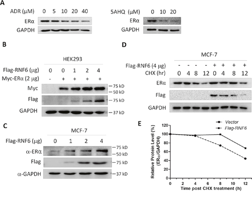 RNF6 increases the protein level of ER&#x03B1;.