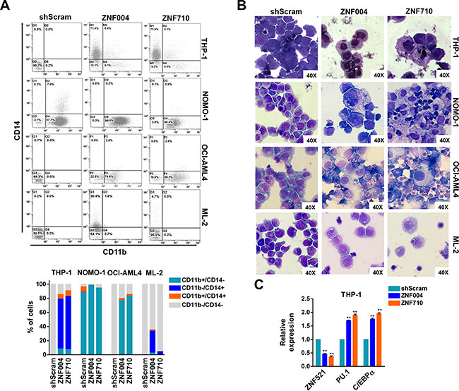 ZNF521 depletion induces myelomonocytic differentiation in MLL-rearranged cell lines.