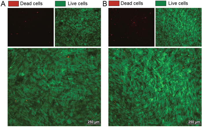 Effect of cabozantinib treatment on osteoblast viability.