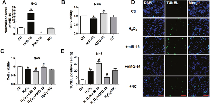 Effects of miR-16 on cardiomyocyte cell vitality and apoptosis.