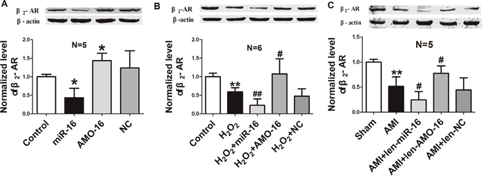 &#x03B2;2-AR expression is repressed by miR-16 in neonatal rat ventricular cells and ischemic hearts.