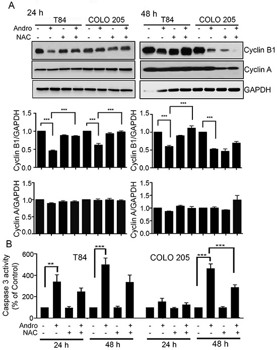 Andrographolide induced cell cycle arrest and apoptosis in colon cancer cells is ROS dependent.