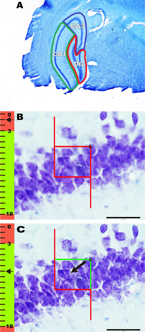 The contours of the DG, CA1, and CA3 of the hippocampus and the method of counting neurons.