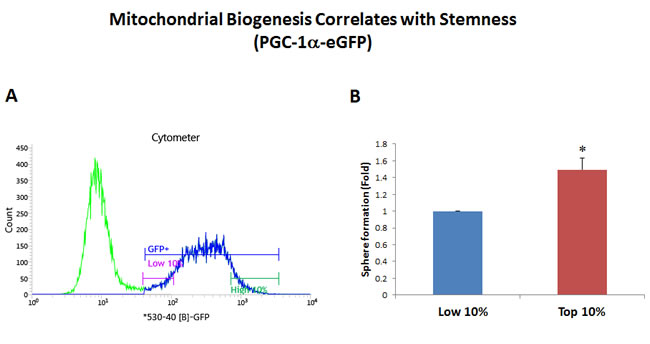 Mitochondrial biogenesis correlates with stemness.