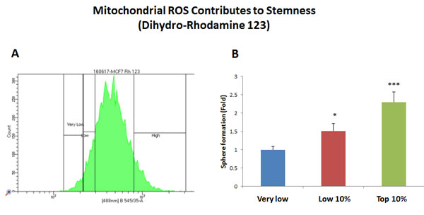 Increased mitochondrial ROS production contributes to stemness.