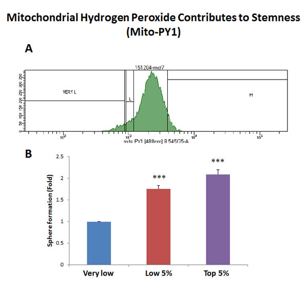 Increased mitochondrial hydrogen peroxide (H2O2) production contributes to stemness.