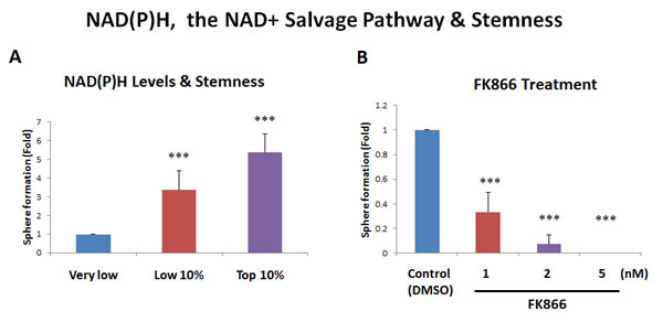 Increased NAD(P)H levels directly correlate with stemness.