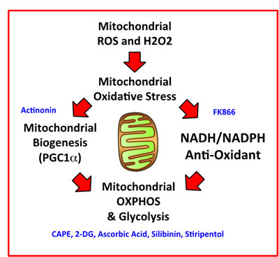 Mitochondrial oxidative stress drives mitochondrial biogenesis and the anti-oxidant response, leading to increased mitochondrial metabolism and stemness.