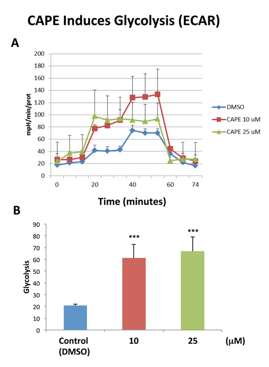 Treatment with CAPE increases glycolysis.