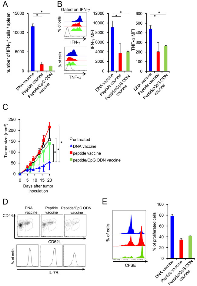 DNA vaccination induces the functional memory CD8