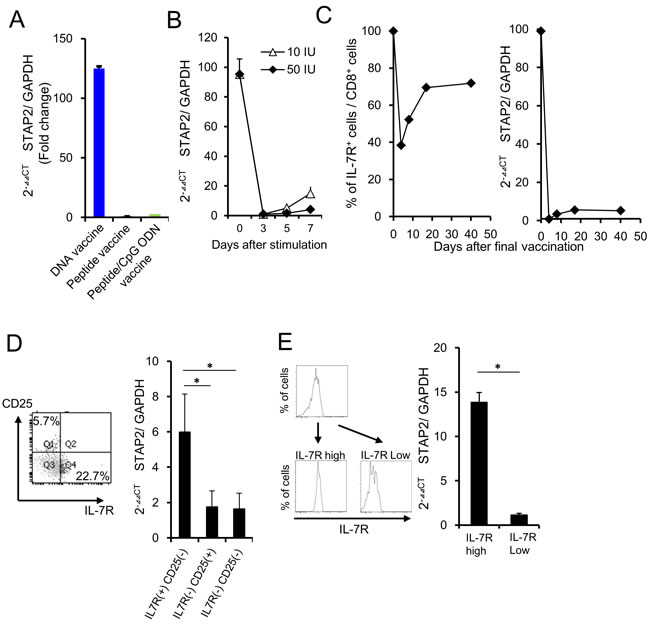 STAP2 regulates vaccine-induced memory CD8