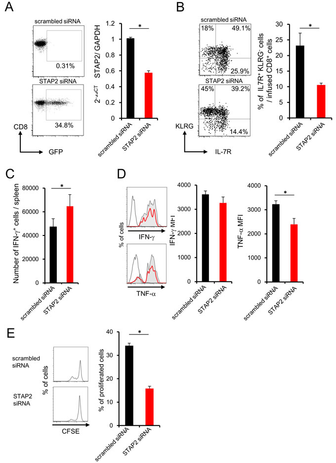 Importance of STAP2 on the elicitation of functional CD8