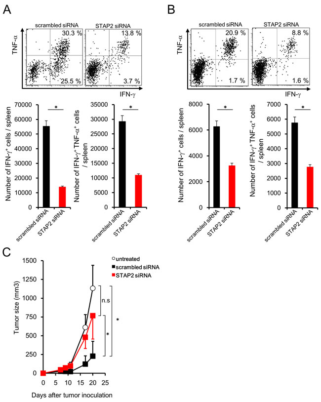 STAP2-mediated augmentation of secondary memory CD8