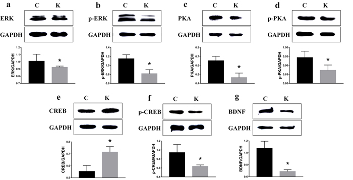 Ketamine exposure a&#xfb00;ects protein expression in the hippocampus.