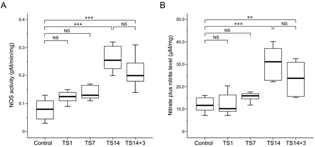 Effects of simulated weightlessness by tail suspension (TS) on nitric oxide synthase (NOS) activity and nitric oxide (NO) production.