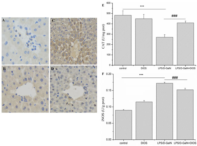 Activities of CAT and iNOS in serum of mice treated with DIOS after LPS/D-GalN administration.