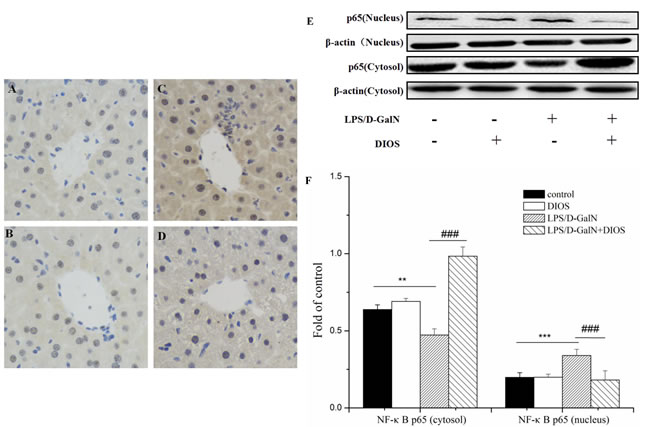 Effect of DIOS on the expression and translocation of NF-&#x3ba;B(p65) after LPS/D-GalN administration.