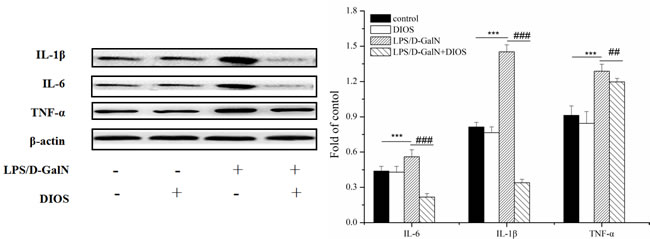 Effect of DIOS on the expressions of IL-1&#x3b2;, IL-6, and TNF-&#x3b1; after LPS/D-GalN administration.
