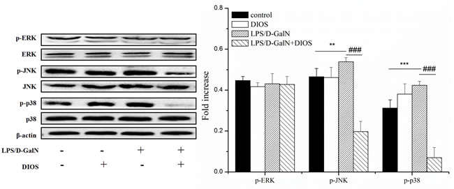 Effect of DIOS on the MARK signaling pathway after administration of LPS/D-GalN endotoxin.